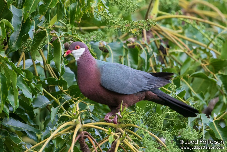 Metallic Pigeon, New Caledonia